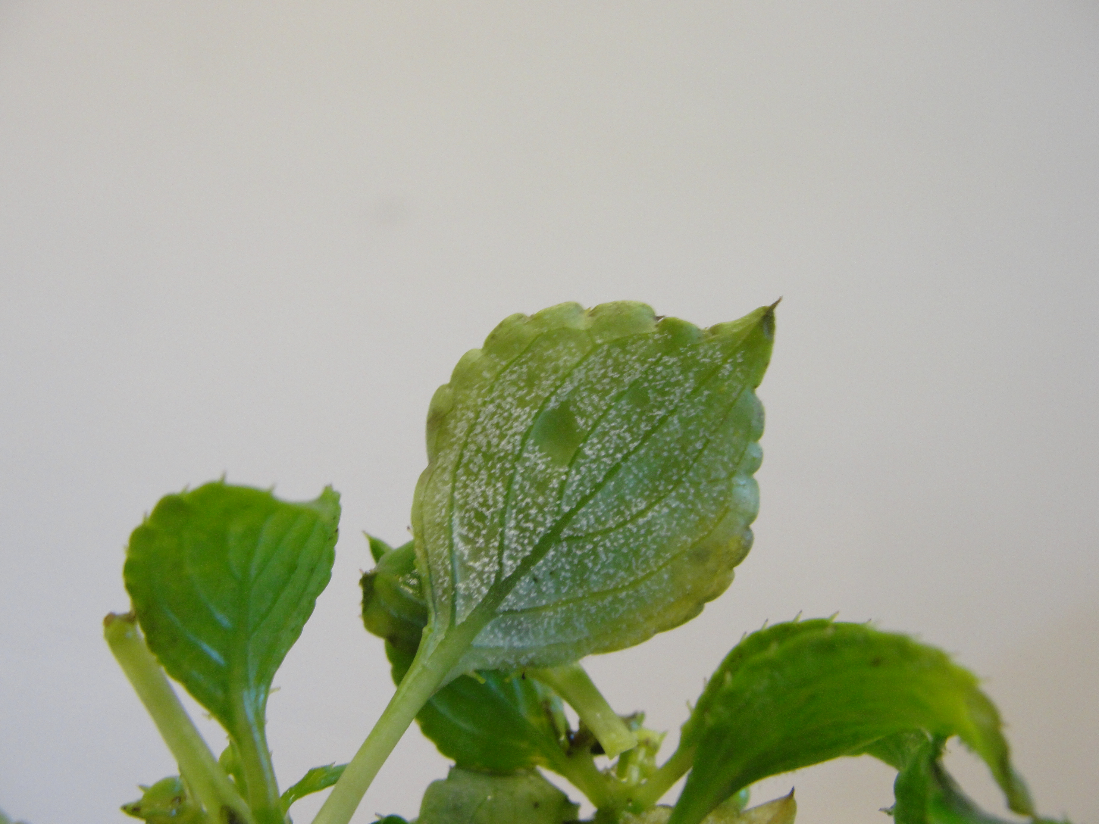 Downy mildew of impatiens with white mold on the lower surface of leaves