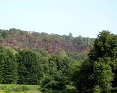 various trees on the ridge were affected by drought conditions and