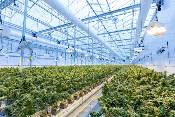 Green house 