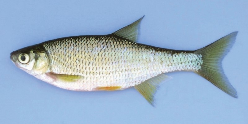 Golden shiner.