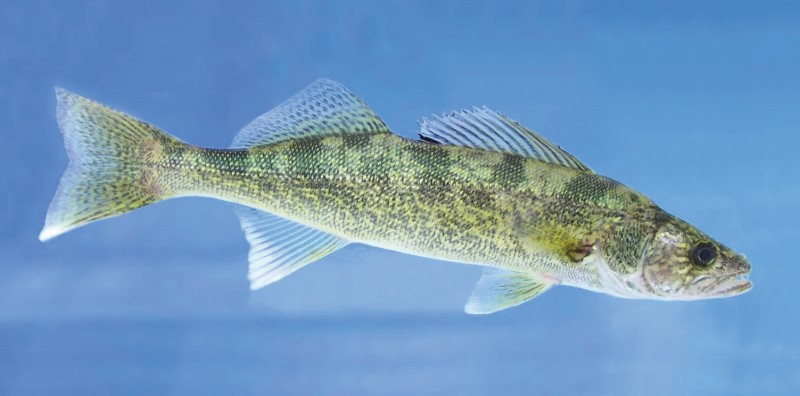 Walleye in a tank.