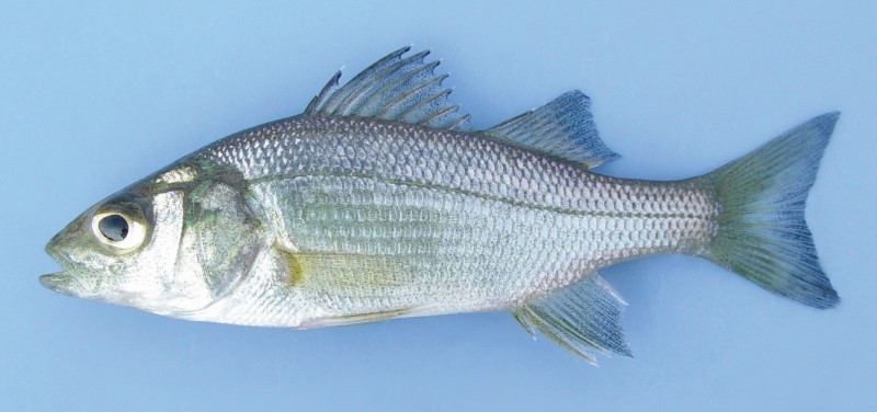 8 cm white perch.