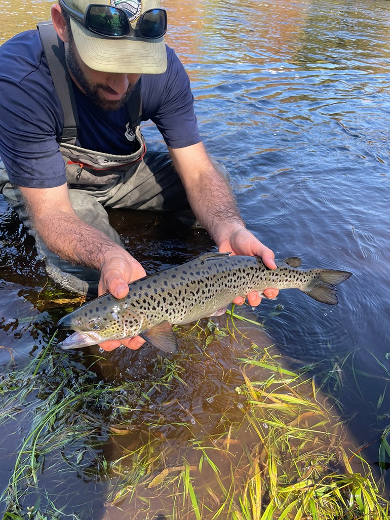 Atlantic Salmon Stocking